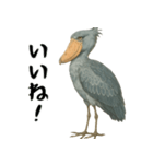微動だにしないハシビロコウ（個別スタンプ：11）