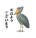 微動だにしないハシビロコウ（個別スタンプ：12）