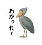 微動だにしないハシビロコウ（個別スタンプ：13）