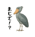 微動だにしないハシビロコウ（個別スタンプ：15）