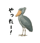 微動だにしないハシビロコウ（個別スタンプ：17）