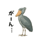 微動だにしないハシビロコウ（個別スタンプ：18）