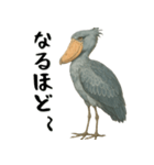 微動だにしないハシビロコウ（個別スタンプ：19）