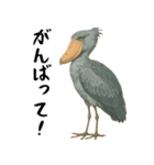 微動だにしないハシビロコウ（個別スタンプ：29）