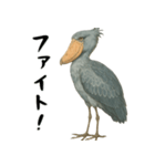 微動だにしないハシビロコウ（個別スタンプ：30）