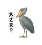 微動だにしないハシビロコウ（個別スタンプ：31）