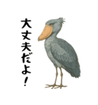微動だにしないハシビロコウ（個別スタンプ：32）