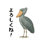 微動だにしないハシビロコウ（個別スタンプ：33）