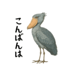 微動だにしないハシビロコウ（個別スタンプ：34）