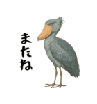 微動だにしないハシビロコウ（個別スタンプ：40）