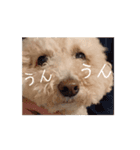 動くおマルマル（個別スタンプ：1）