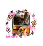 愛する3ニャンズ（個別スタンプ：1）