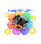 愛する3ニャンズ（個別スタンプ：3）