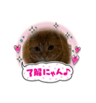 愛する3ニャンズ（個別スタンプ：5）