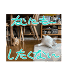 愛する3ニャンズ（個別スタンプ：7）