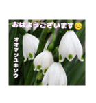 春爛漫のお花で ご挨拶（個別スタンプ：1）