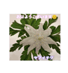 春爛漫のお花で ご挨拶（個別スタンプ：3）