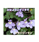 春爛漫のお花で ご挨拶（個別スタンプ：4）