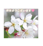 春爛漫のお花で ご挨拶（個別スタンプ：5）