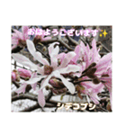 春爛漫のお花で ご挨拶（個別スタンプ：8）
