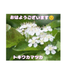 春爛漫のお花で ご挨拶（個別スタンプ：11）