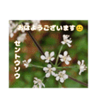 春爛漫のお花で ご挨拶（個別スタンプ：12）