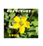 春爛漫のお花で ご挨拶（個別スタンプ：13）