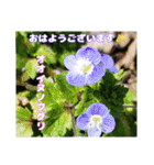 春爛漫のお花で ご挨拶（個別スタンプ：14）