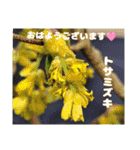 春爛漫のお花で ご挨拶（個別スタンプ：15）