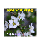 春爛漫のお花で ご挨拶（個別スタンプ：16）