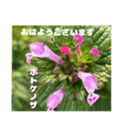 春爛漫のお花で ご挨拶（個別スタンプ：17）