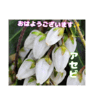 春爛漫のお花で ご挨拶（個別スタンプ：18）
