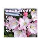 春爛漫のお花で ご挨拶（個別スタンプ：19）