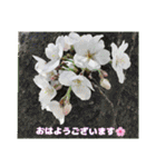 春爛漫のお花で ご挨拶（個別スタンプ：20）