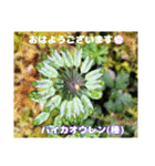 春爛漫のお花で ご挨拶（個別スタンプ：21）
