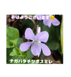 春爛漫のお花で ご挨拶（個別スタンプ：22）
