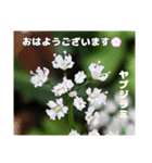 春爛漫のお花で ご挨拶（個別スタンプ：23）