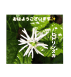 春爛漫のお花で ご挨拶（個別スタンプ：24）