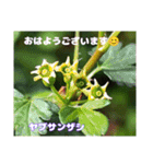 春爛漫のお花で ご挨拶（個別スタンプ：25）