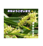 春爛漫のお花で ご挨拶（個別スタンプ：26）