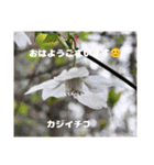春爛漫のお花で ご挨拶（個別スタンプ：27）