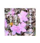 春爛漫のお花で ご挨拶（個別スタンプ：28）