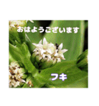 春爛漫のお花で ご挨拶（個別スタンプ：29）