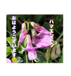 春爛漫のお花で ご挨拶（個別スタンプ：30）