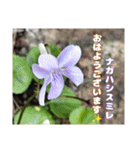 春爛漫のお花で ご挨拶（個別スタンプ：31）