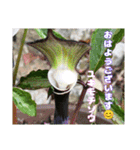 春爛漫のお花で ご挨拶（個別スタンプ：33）