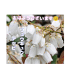 春爛漫のお花で ご挨拶（個別スタンプ：34）