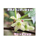 春爛漫のお花で ご挨拶（個別スタンプ：35）