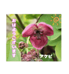 春爛漫のお花で ご挨拶（個別スタンプ：36）