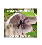 春爛漫のお花で ご挨拶（個別スタンプ：37）